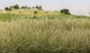 Woodland Scenics FS623 Static Grass- Light Green 7mm