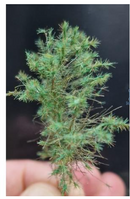 Hagermann HH-HGWK0224 Camouflage branches pine tree dark green 1/35-1/16