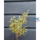 Hagermann HH-HGWK0124 Camouflage branches pine tree green 1/35-1/16 Green