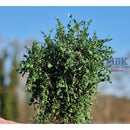 Hagermann HH-HGBG0324 Bushes/Hedges - middlegreen