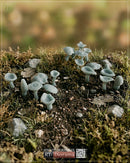 RT DIORAMA AHHQ 35315 1/35 Forest Mushrooms 3-D Vegetation Set (Swift Vegetation)