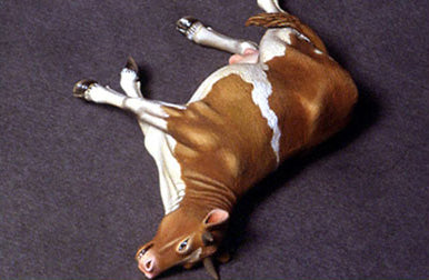Def Model DO35A02 1/35 Dead Cow