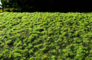 Model Scene F516 Small Spring Grass Turfs