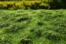 Model Scene F502 Low Bushes - Early Summer
