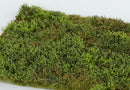 Model Scene F571 Wild Area with Bushes - Spring