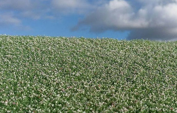 Model Scene F460 Blooming poppy field