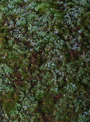 Model Scene F620 Forest Floor - Blueberries