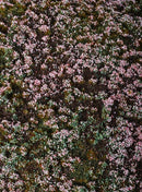 Model Scene F630 Heathland